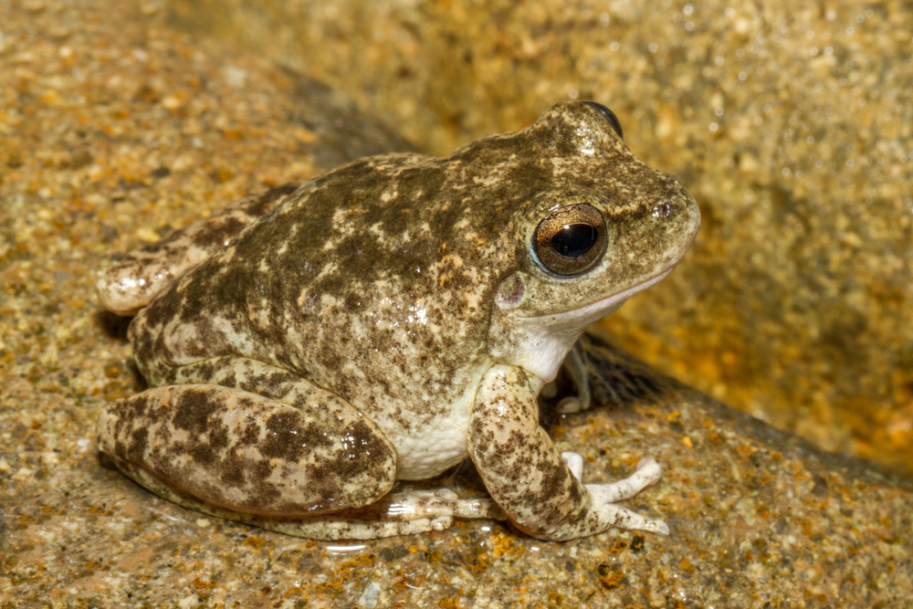 Australian,Booroolong,Frog,Resting,On,Rocks