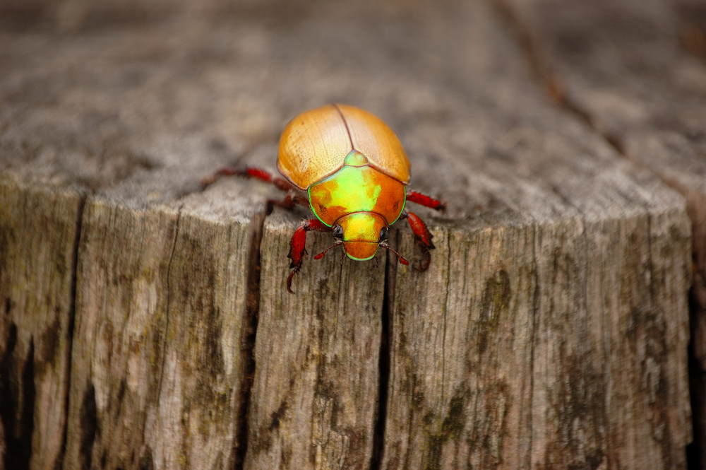 Christmas,Beetle,On,Log, ,Australian